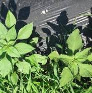 Pigweed (Bathua saag)